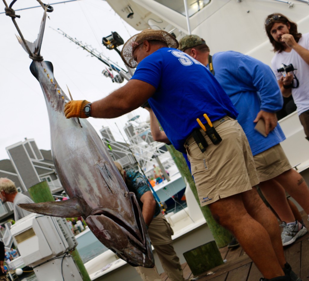 White Marlin Open, Ocean City’s Largest Fishing Tournament, Celebrates 43 Years White Marlin Open, Ocean City’s Largest Fishing Tournament, Celebrates 43 Years