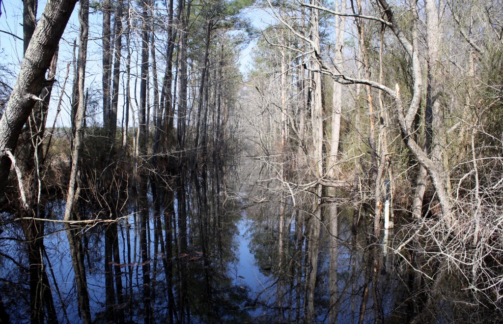 The Great Cypress Swamp Wetlands RestorationGallery DelmarvaLife