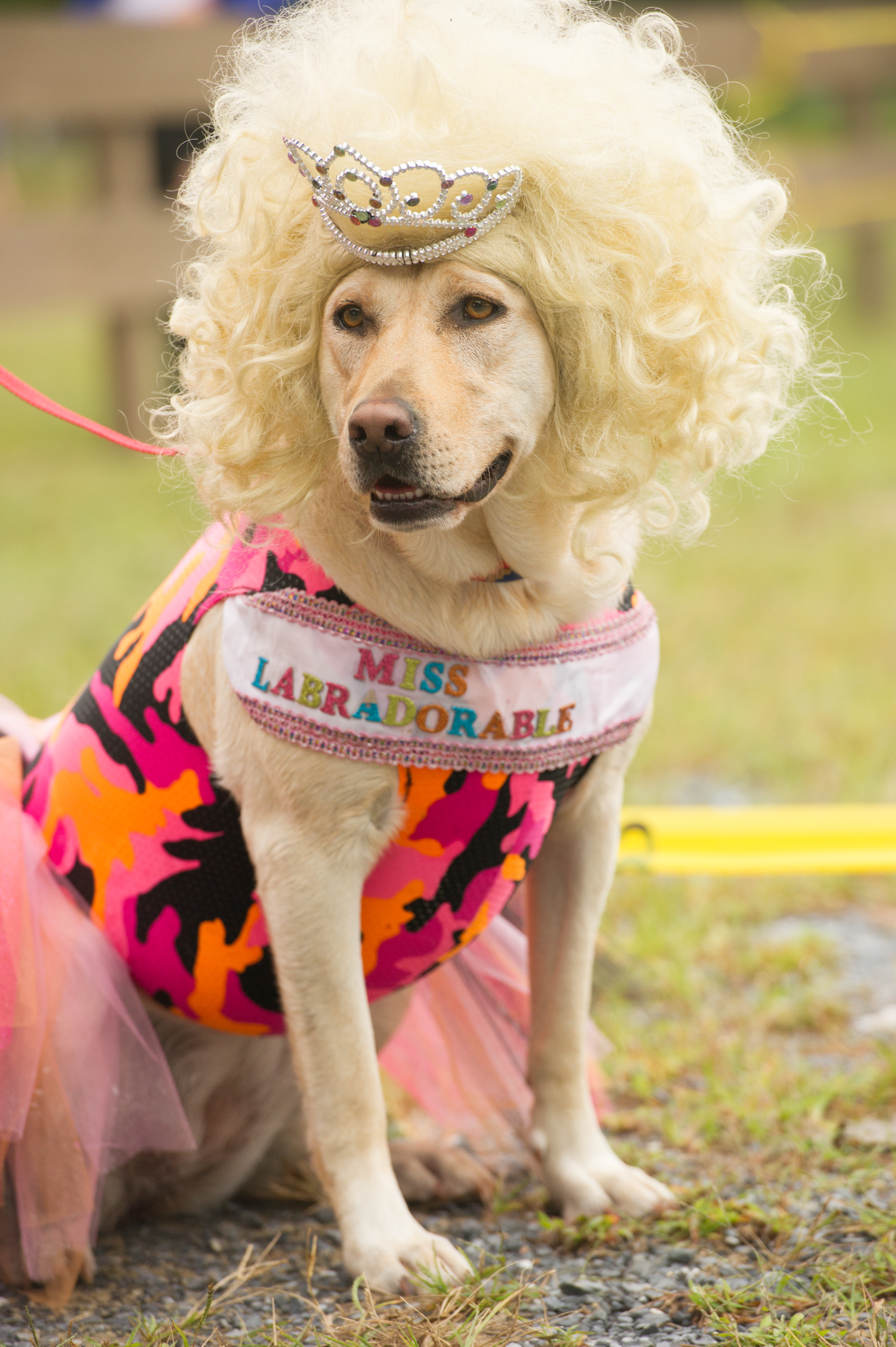 dogs day out pooch palooza delmarva unleashed holds s day out at frontier town delmarvalife dogs day out pooch palooza delmarva unleashed holds s day out at frontier town delmarvalife