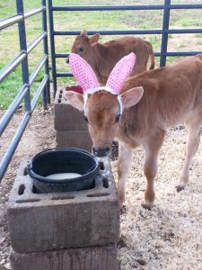 A young calf on the Chesapeake Bay Farms. (Photo Credit: Chesapeake Bay Farms)