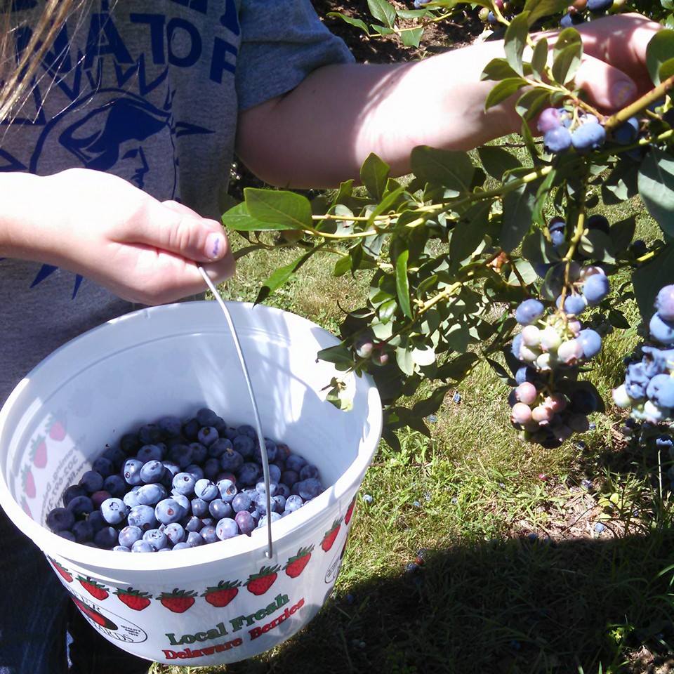 Fifer Orchards Allows Consumers to Pick their Own Produce in Delaware Fifer Orchards Allows Consumers to Pick their Own Produce in Delaware