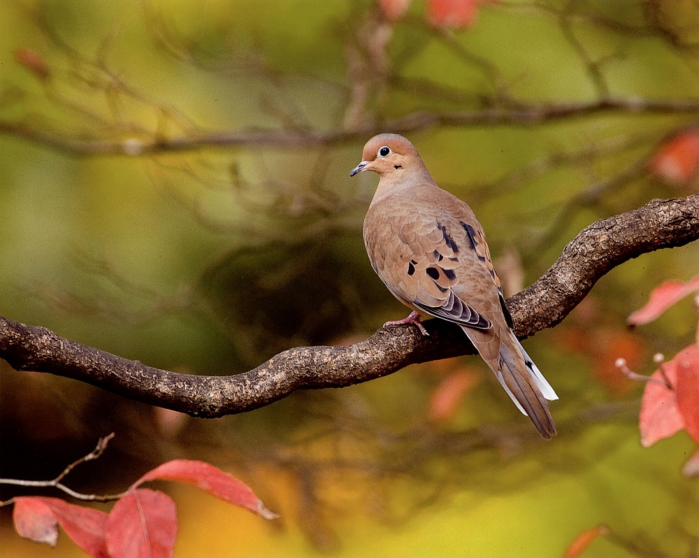 Md DNR Announces Early Migratory Game Bird Hunting Seasons DelmarvaLife