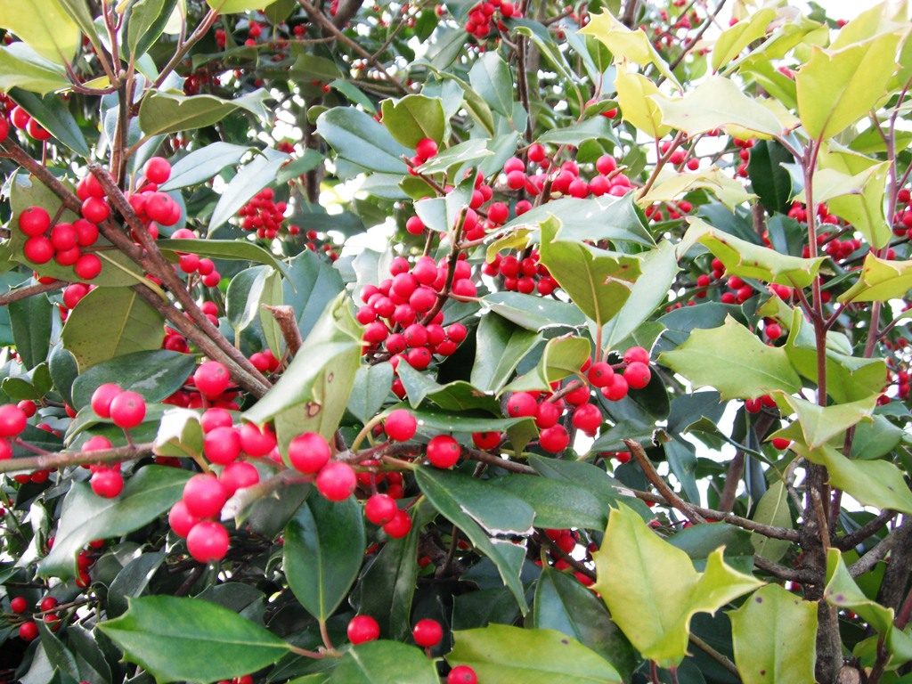 Holly Festival Commemorates Milton’s Booming Past Holly Festival Commemorates Milton’s Booming Past