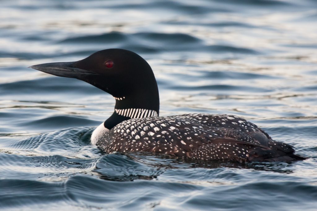 2017 Delmarva Birding Weekend: Explore Nature by Boat 2017 Delmarva Birding Weekend: Explore Nature by Boat
