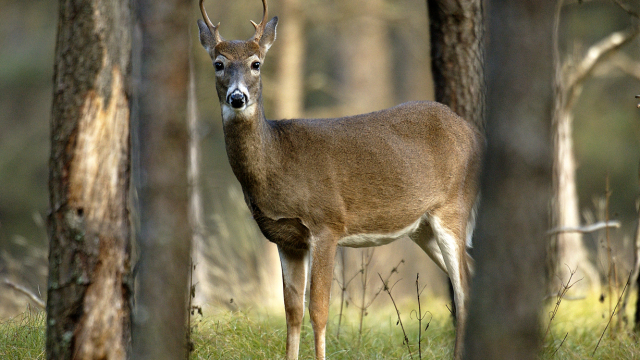 Maryland Firearm Deer Hunting Season Reopens Jan 5 DelmarvaLife maryland-firearm-deer-hunting-season-reopens-jan-5-delmarvalife