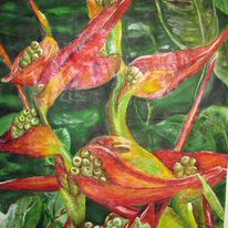 Heliconia, Colombia