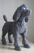 poddle:caniche-2663