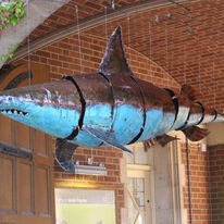 shark mobile
