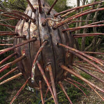 sea urchin