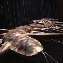 giant centipede