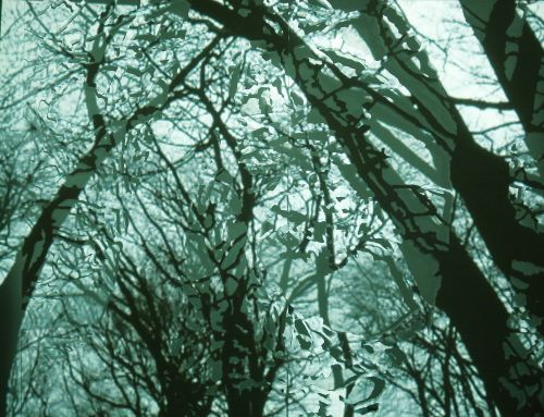 The Bough