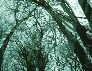 The Bough