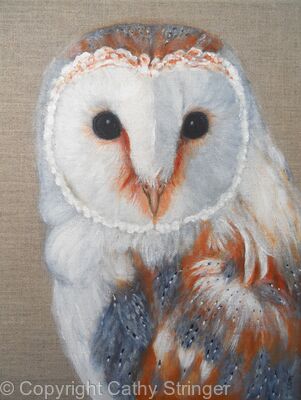 Barn Owl