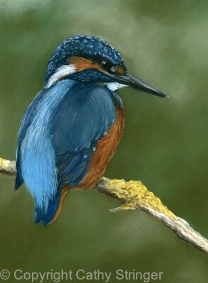 Kingfisher