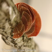 Delicate Fungi