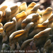 Fruiting Bodies
