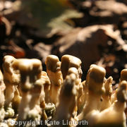 Fruiting Bodies