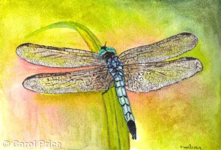 Blue Dasher Dragonfly