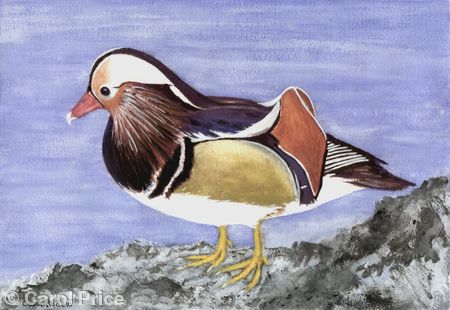 Mandarin Duck