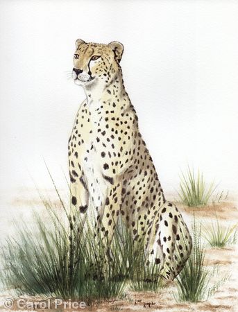 Cheetah
