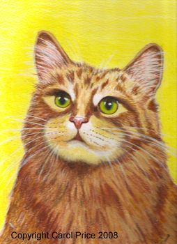 Red Tabby Maine Coon Cat