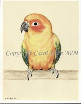 Sun Conure