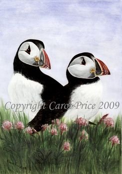 Puffins in Sea Thrift