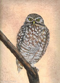 Burrowing Owl