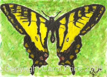 1 Western Tiger Swallowtail