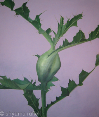 Thistle 2