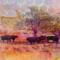 dartmoor-cows