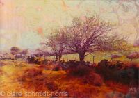 Dartmoor