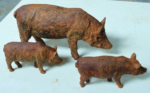 Wild boars by Andrew Brown