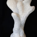coral find (2011)