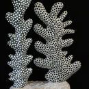 coral form 2 (2011)