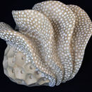 coral form 3 (2011)