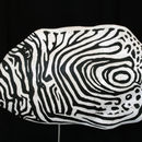 fish patterns 1