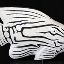 fish patterns 2