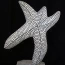 starfish dance 2 (2011)