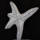 starfish dance 3 (2011)