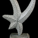 starfish dance 1 (2011)