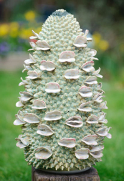 Big Banksia