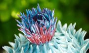 thistle-top