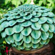Lime Green Pom Pom