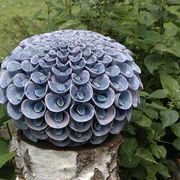 Purple Pom Pom