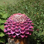 The Bishops Pom Pom