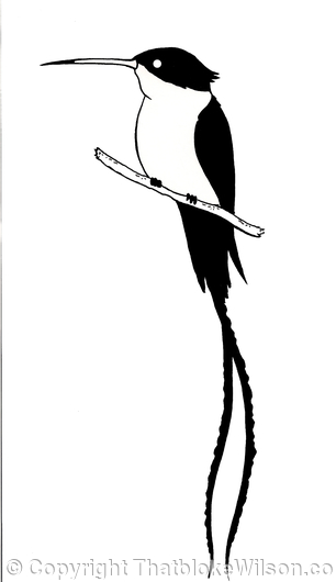 doctorbird-services-limited-logo