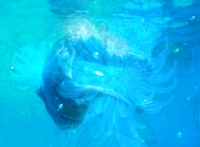 swimming with jelly fish