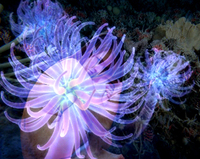 peering through tentacles
