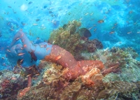 rising from the reef